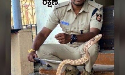 ಅರಣ್ಯ ಇಲಾಖೆಯ ಸಿಬ್ಬಂದಿಯಿಂದ ಅಪರೂಪದ ಬೆಕ್ಕು ಹಾವು ರಕ್ಷಣೆ