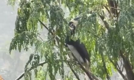 ಜಗತ್ತಿಗೆ ಉಸಿರು ನೀಡಲು ತ್ಯಾಗ ಮಾಡಿದವರ ಬಾಳು ಹಾಳು…